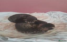Mixed Breed cats for sale: 2 female & 1 male  - Image 13