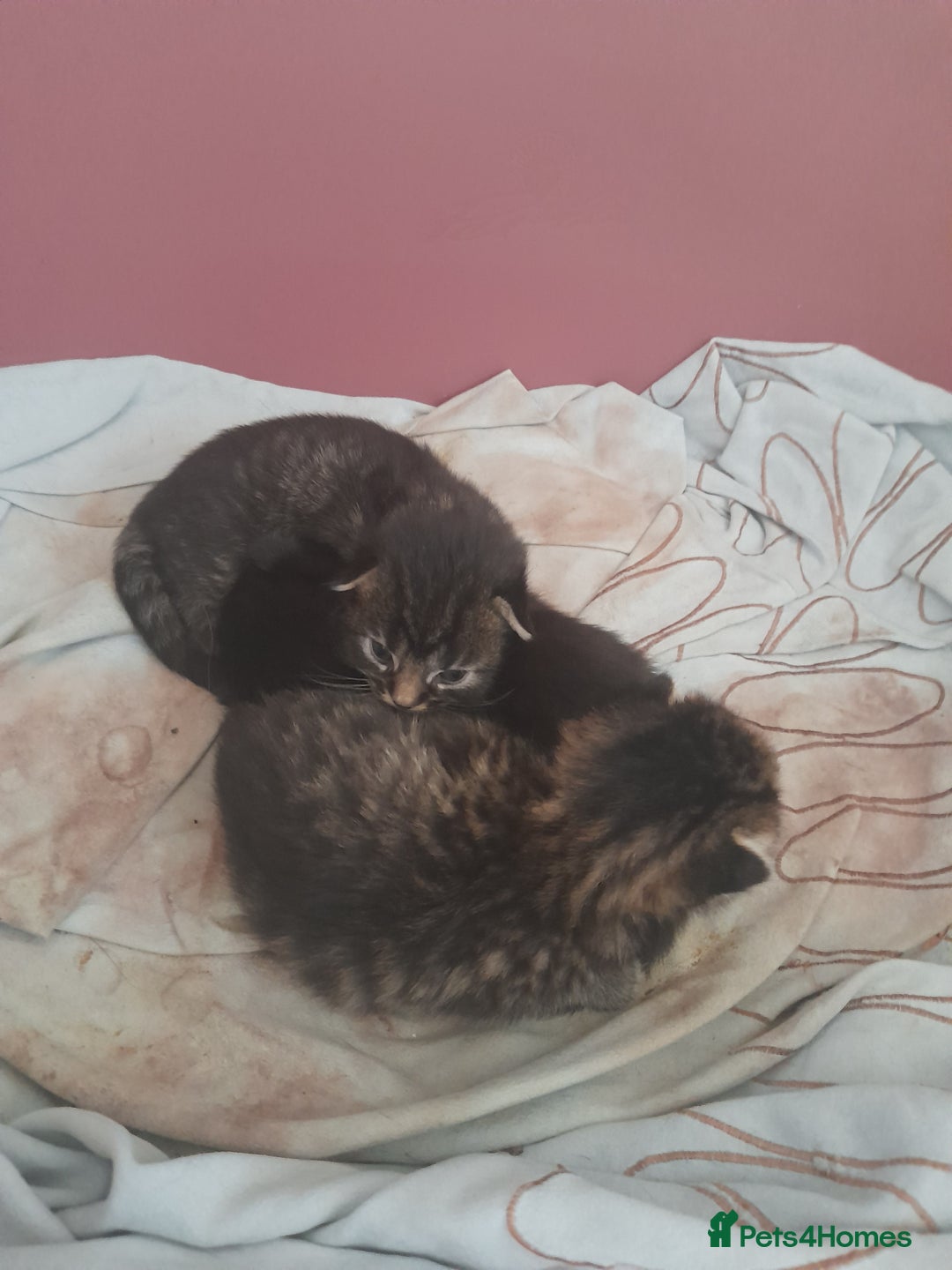 Mixed Breed cats for sale: 2 female & 1 male  - Image 13