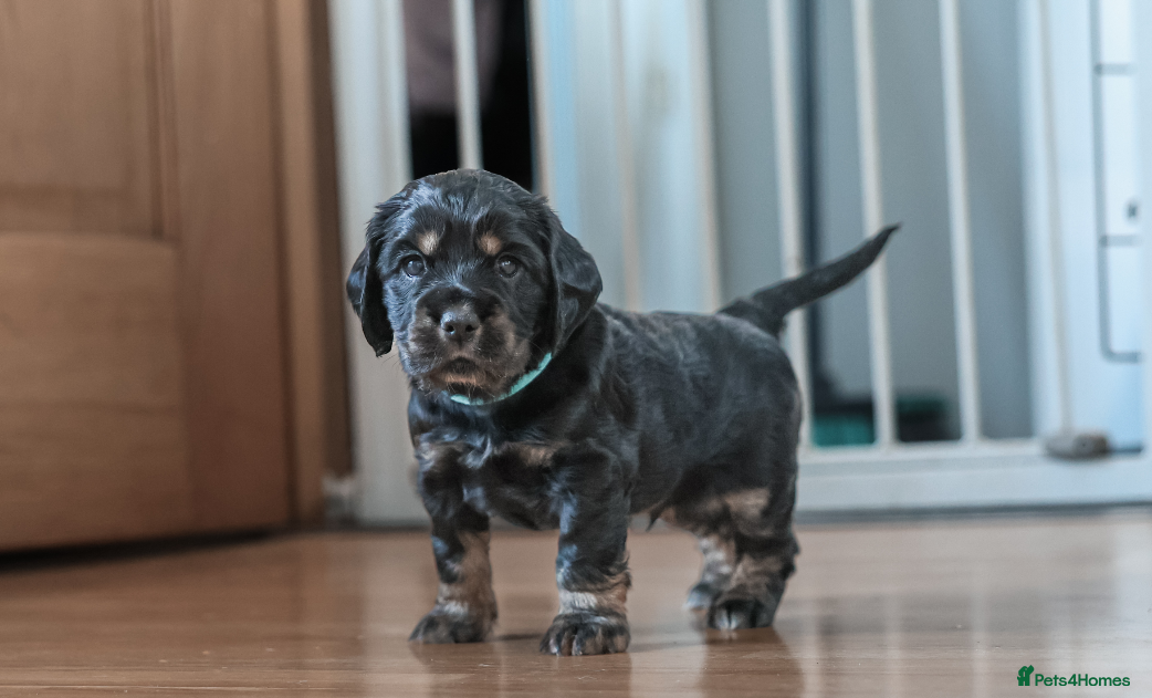 Cocker Spaniel dogs Beautiful Cocker spaniel puppies  - Advert 2