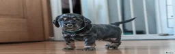 Cocker Spaniel dogs for sale: One female puppy left  - Advert 28