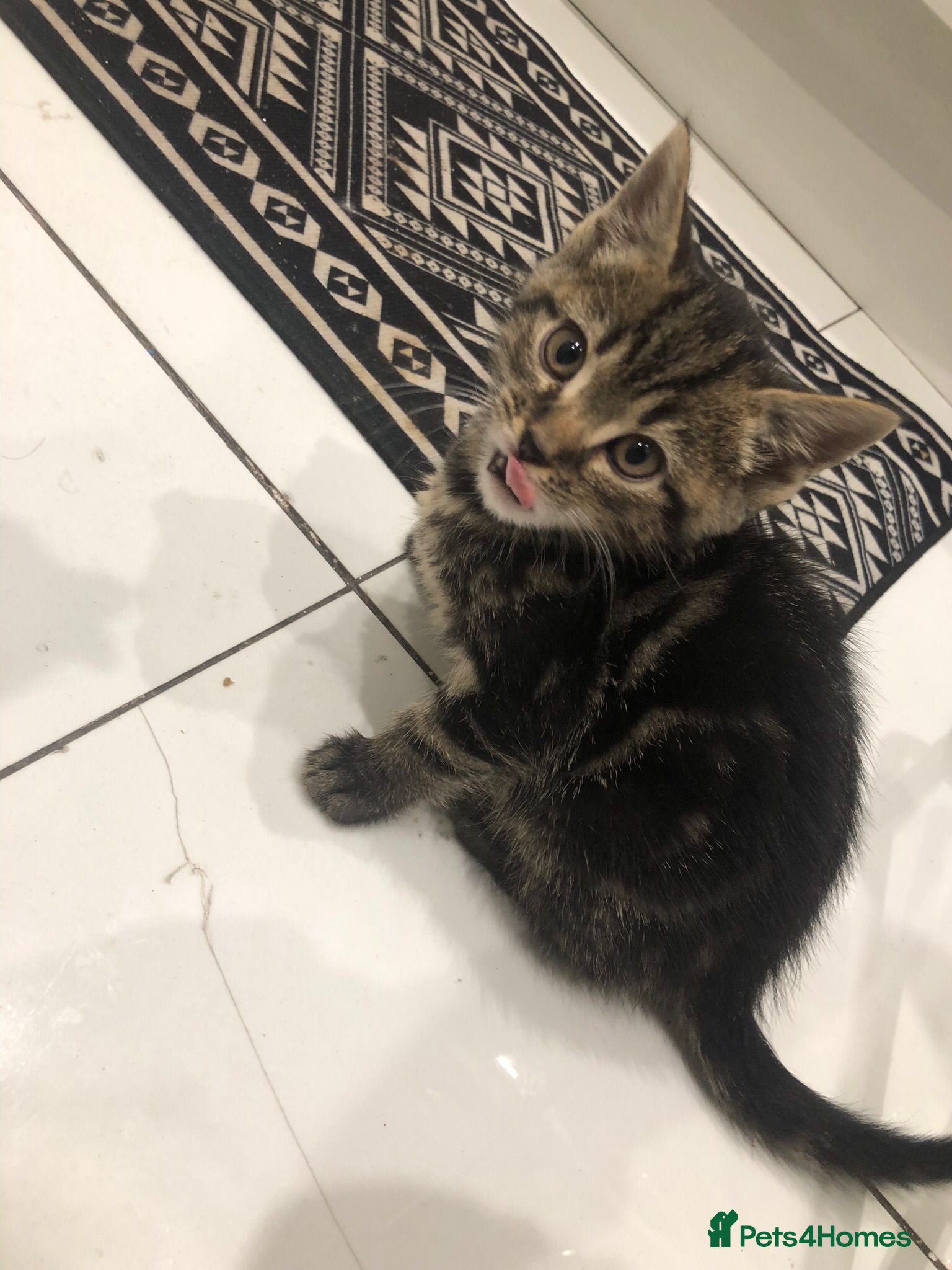 Mixed Breed cats Tabby kittens for sale   - Advert 1