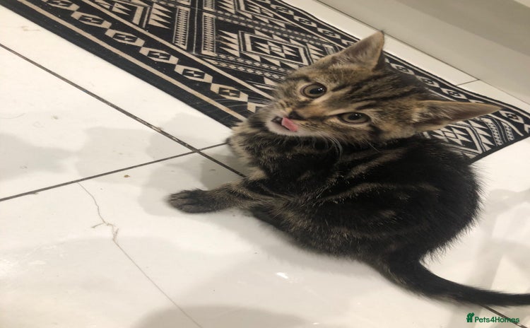 Mixed Breed cats Tabby kittens for sale   - Advert 2