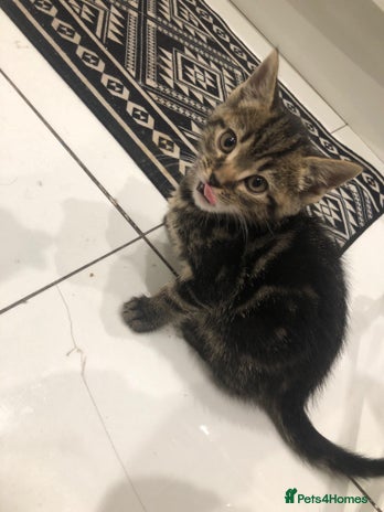 Mixed Breed cats Tabby kittens for sale - Advert 4