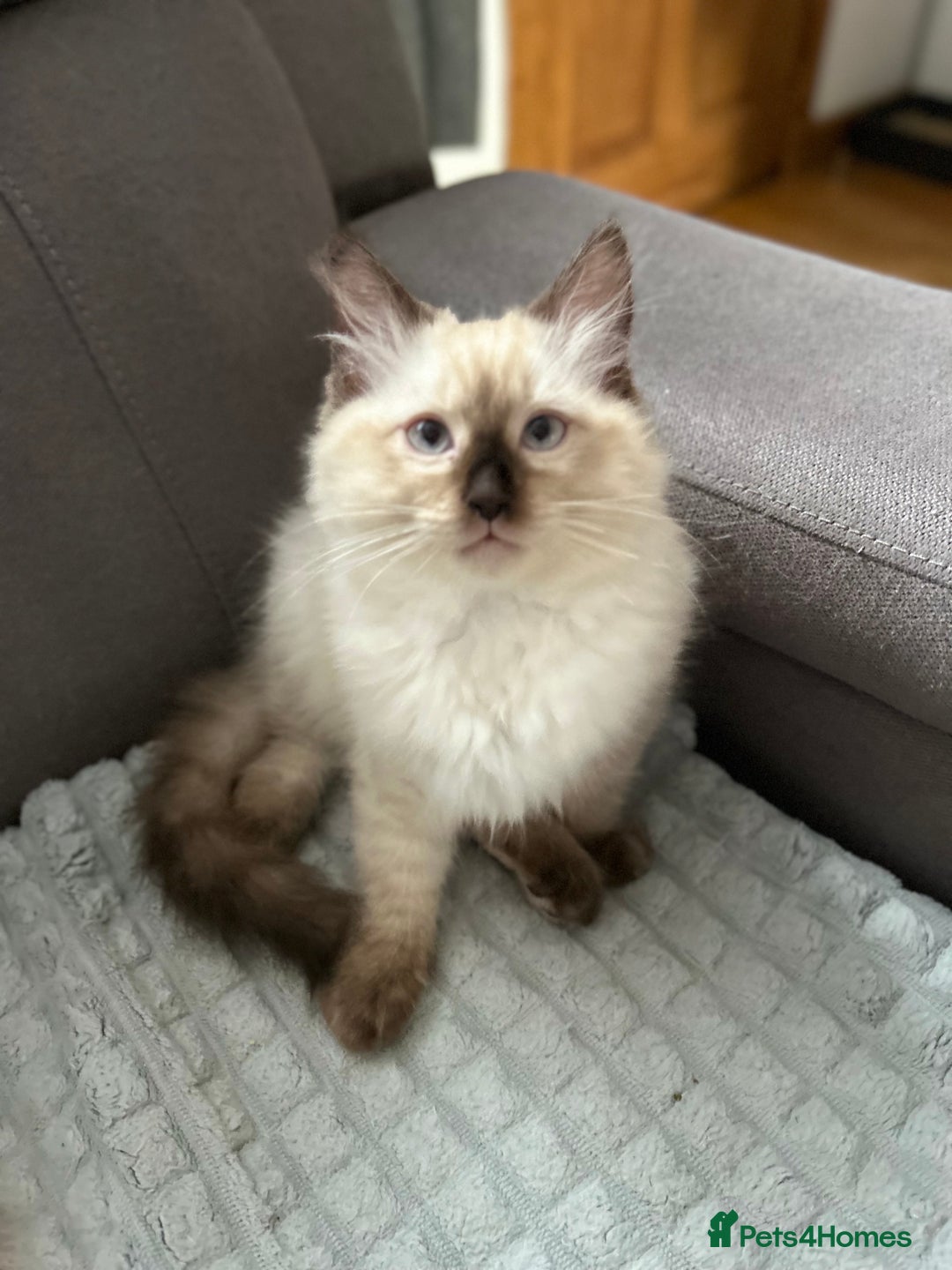 Ragdoll cats for sale: 😻Beautiful Purebred Ragdoll kittens 😻 - Advert 8