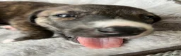 Lurcher dogs for sale: Fluffy Lurcher puppies 1 GIRL LEFT: available Sept - Advert 7