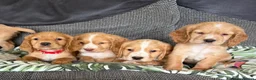 Cocker Spaniel dogs for sale: Kc registered cocker spaniel pups - Advert 11
