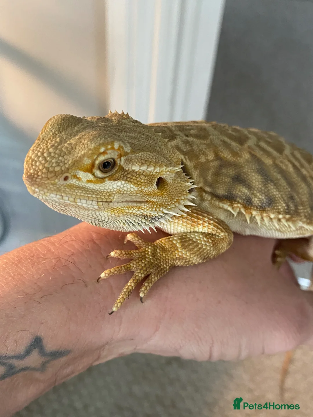 Bearded Dragon reptiles for sale: Female Leatherback  in Norwich - Advert 2