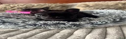 French Bulldog dogs for sale: 🏆KC French Bulldog Puppies🏆 - Advert 4