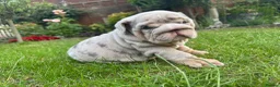 English Bulldog dogs for sale: Top Quality English Bulldog Pups Not Your Usual  in Colchester - Advert 12