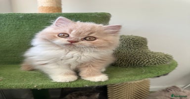 British Shorthair cats  🦁 Stunning Registered BLH Lion Look alike 🦁😍 - Advert 3