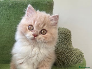 British Shorthair cats 🦁 Stunning Registered BLH Lion Look alike 🦁😍 - Advert 2