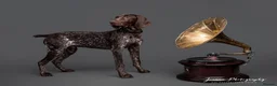 German Shorthaired Pointer dogs for stud: Blue The GSP in Stockport - Advert 4