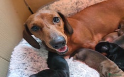 Miniature Dachshund dogs for sale: Miniature Dachshunds Seeking Forever Homes - Image 12