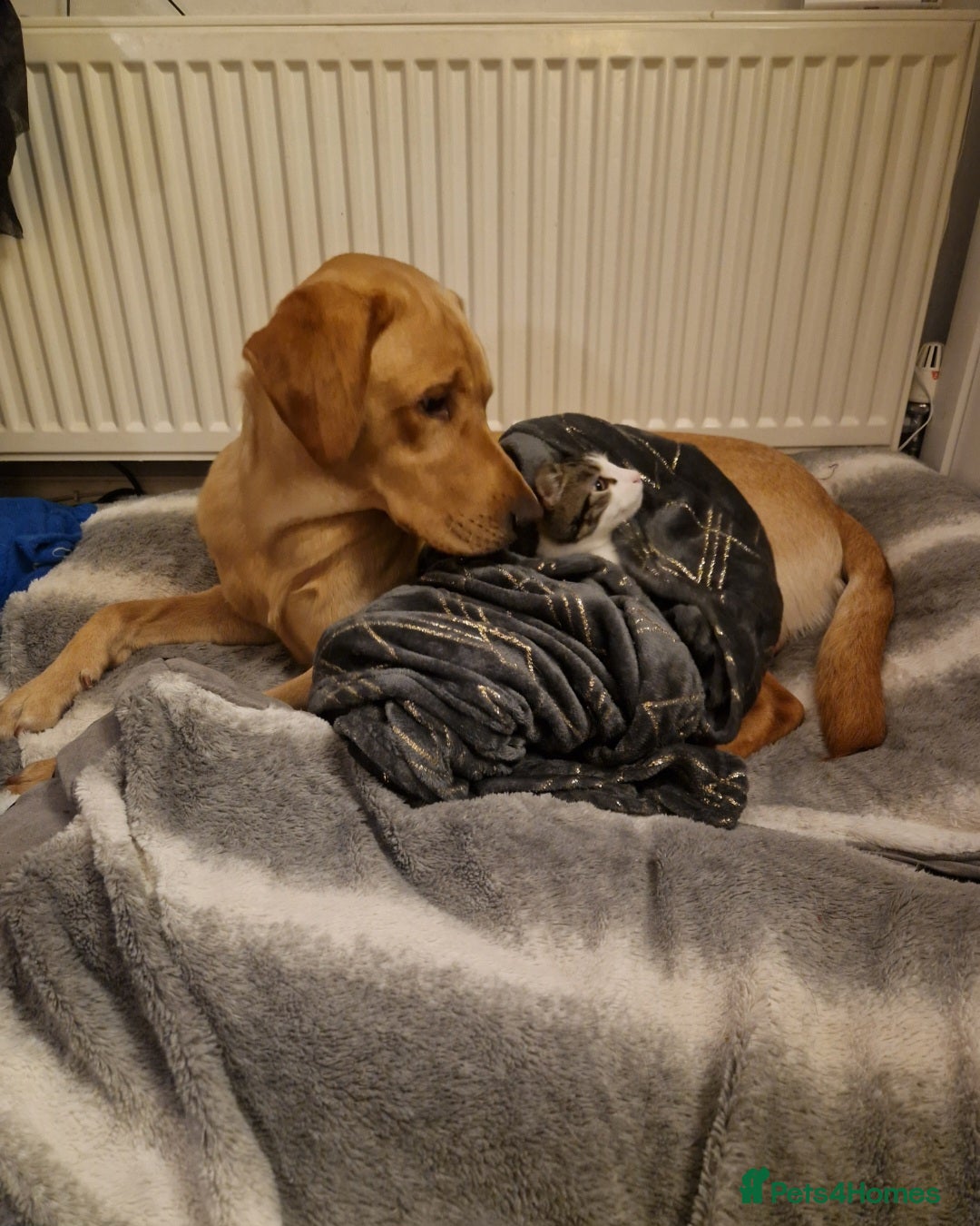 Labrador Retriever dogs for stud: Unproven Labrador Stud NO FEE. KC reg/BVA screened in Brecon - Advert 20