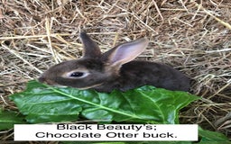 Rex rabbits for sale: Beautiful Pure Breed Velvet Mini Rex babies 🐰  - Image 12