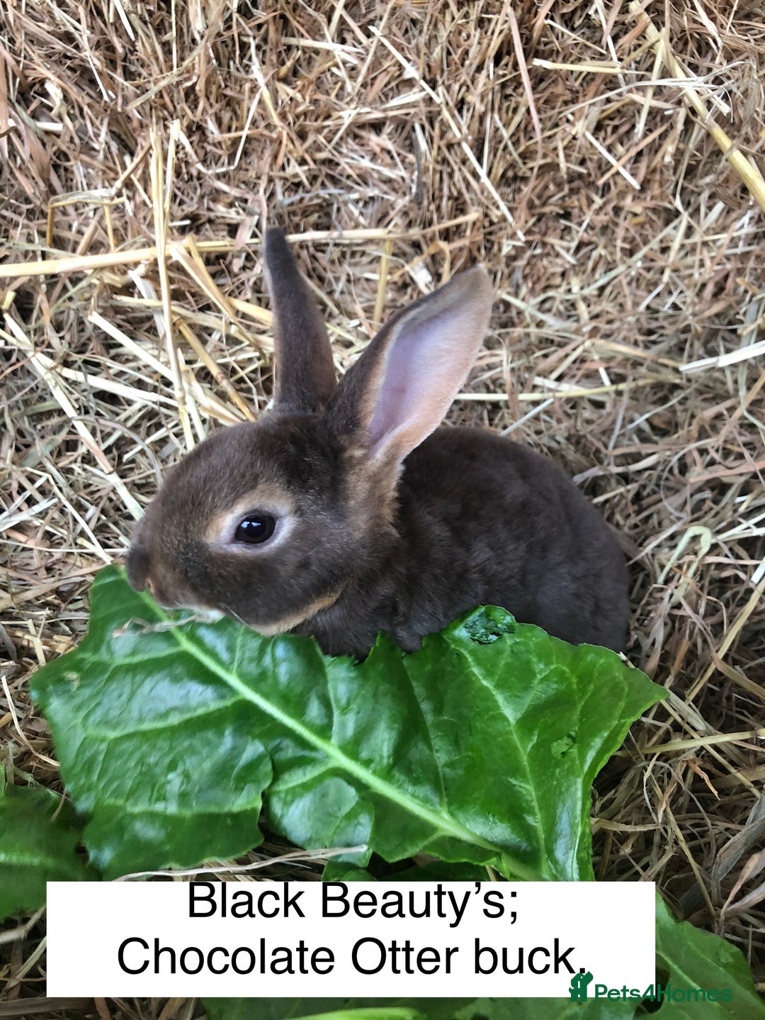 Rex rabbits for sale: Beautiful Pure Breed Velvet Mini Rex babies 🐰  - Image 12