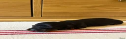 Miniature Dachshund dogs for sale: KC Long Haired Miniature Dachshund Puppies - Advert 39