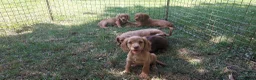 Cocker Spaniel dogs for sale: Kc health tested working cocker spaniel puppies - Advert 5