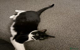 Domestic Shorthair cats for sale: Lovely cat female looking for home! - Image 5