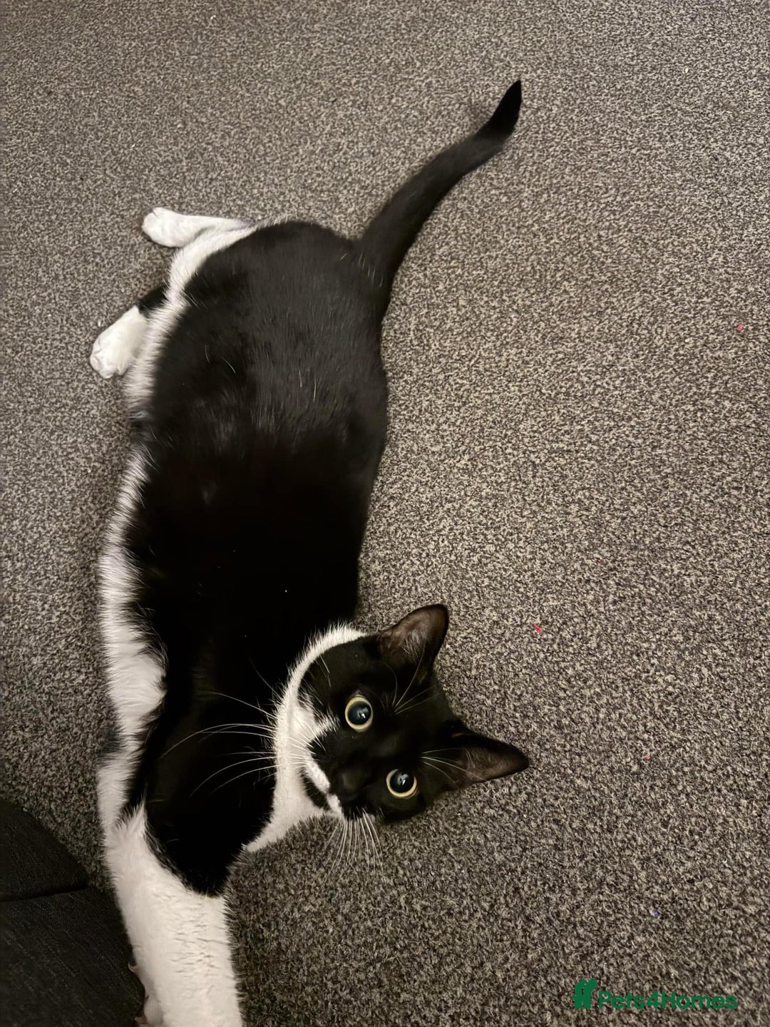 Domestic Shorthair cats for sale: Lovely cat female looking for home! - Image 5