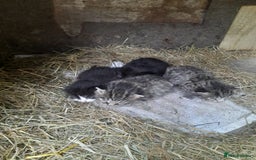 Aegean cats for sale: Agean x Kittens for sale - Image 7