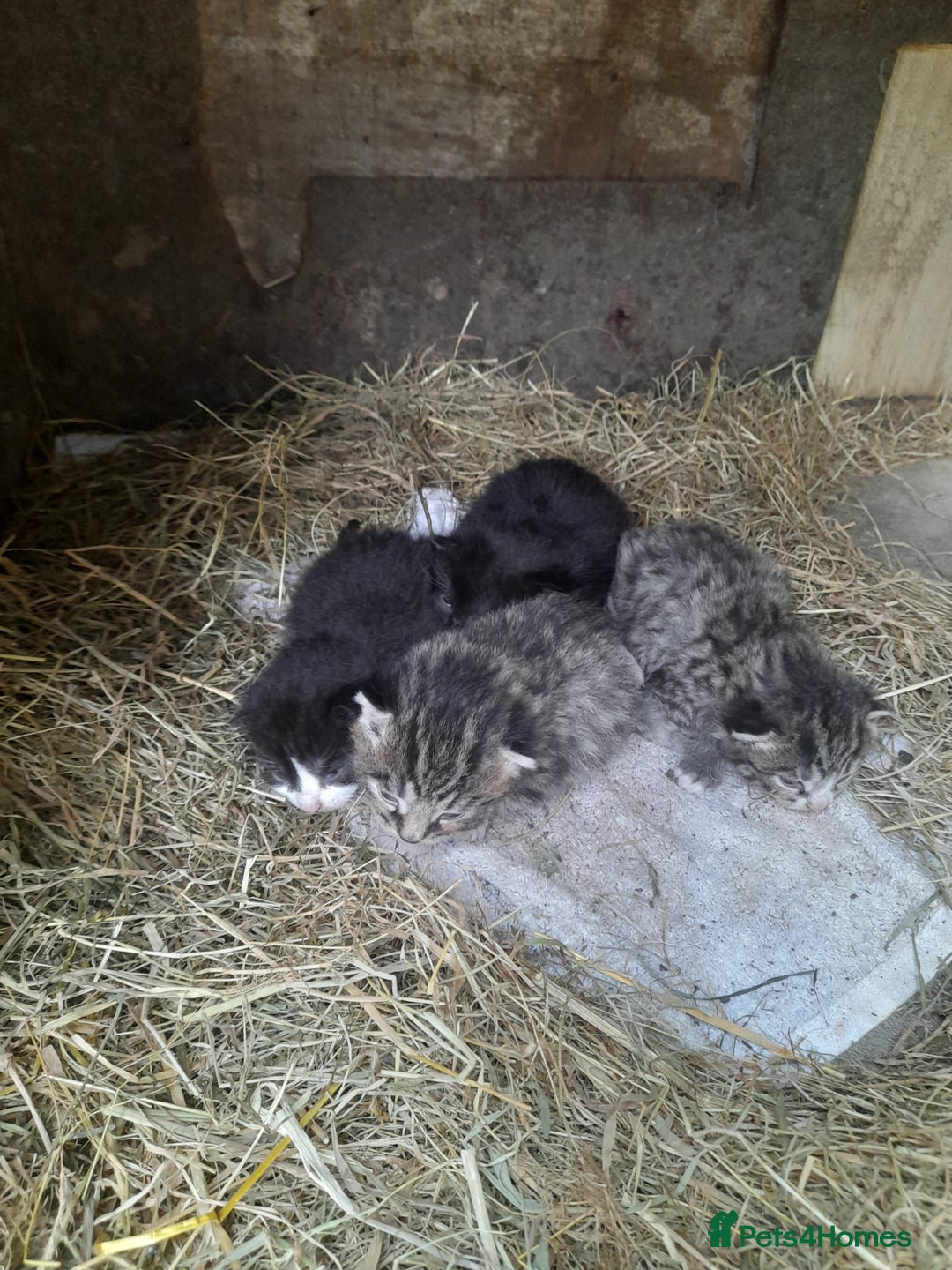 Aegean cats for sale: Agean x Kittens for sale - Image 7
