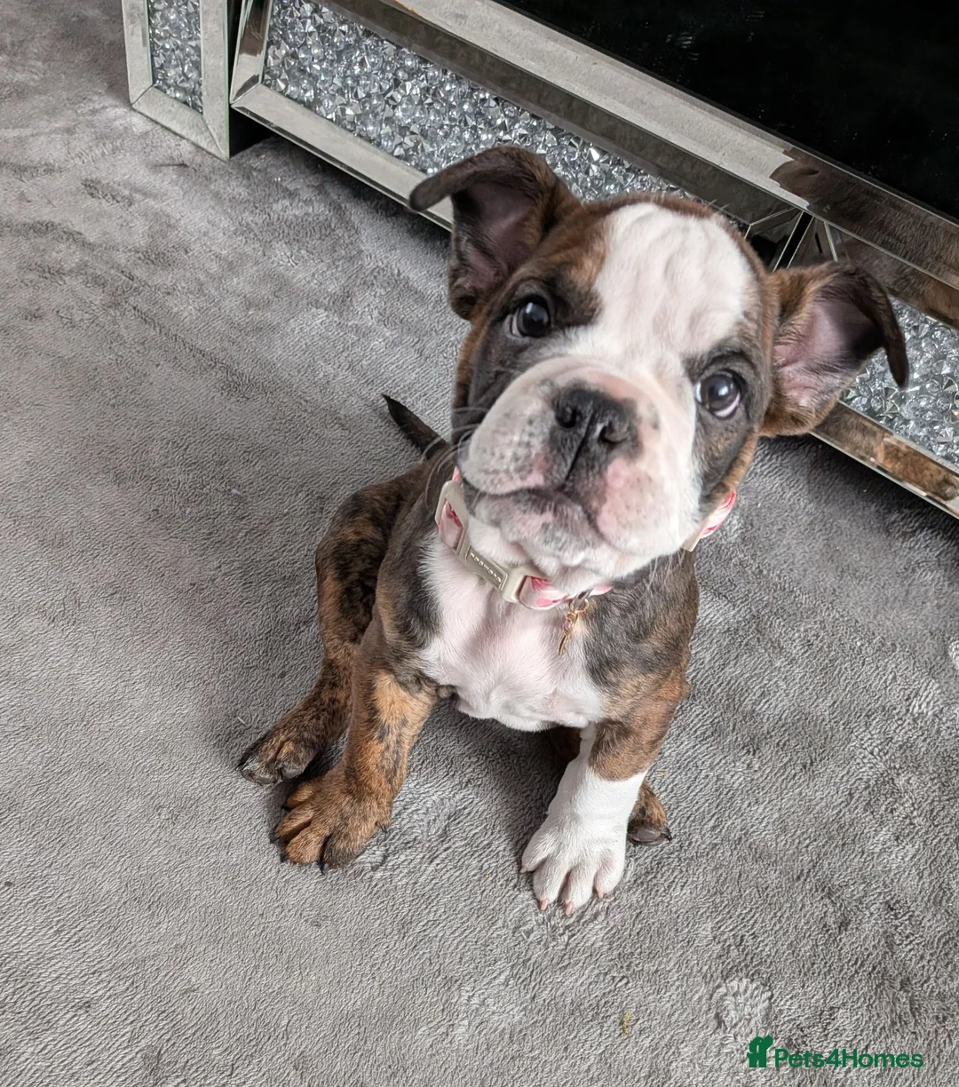 English Bulldog dogs for sale: English bulldog puppy  in Scunthorpe - Advert 1