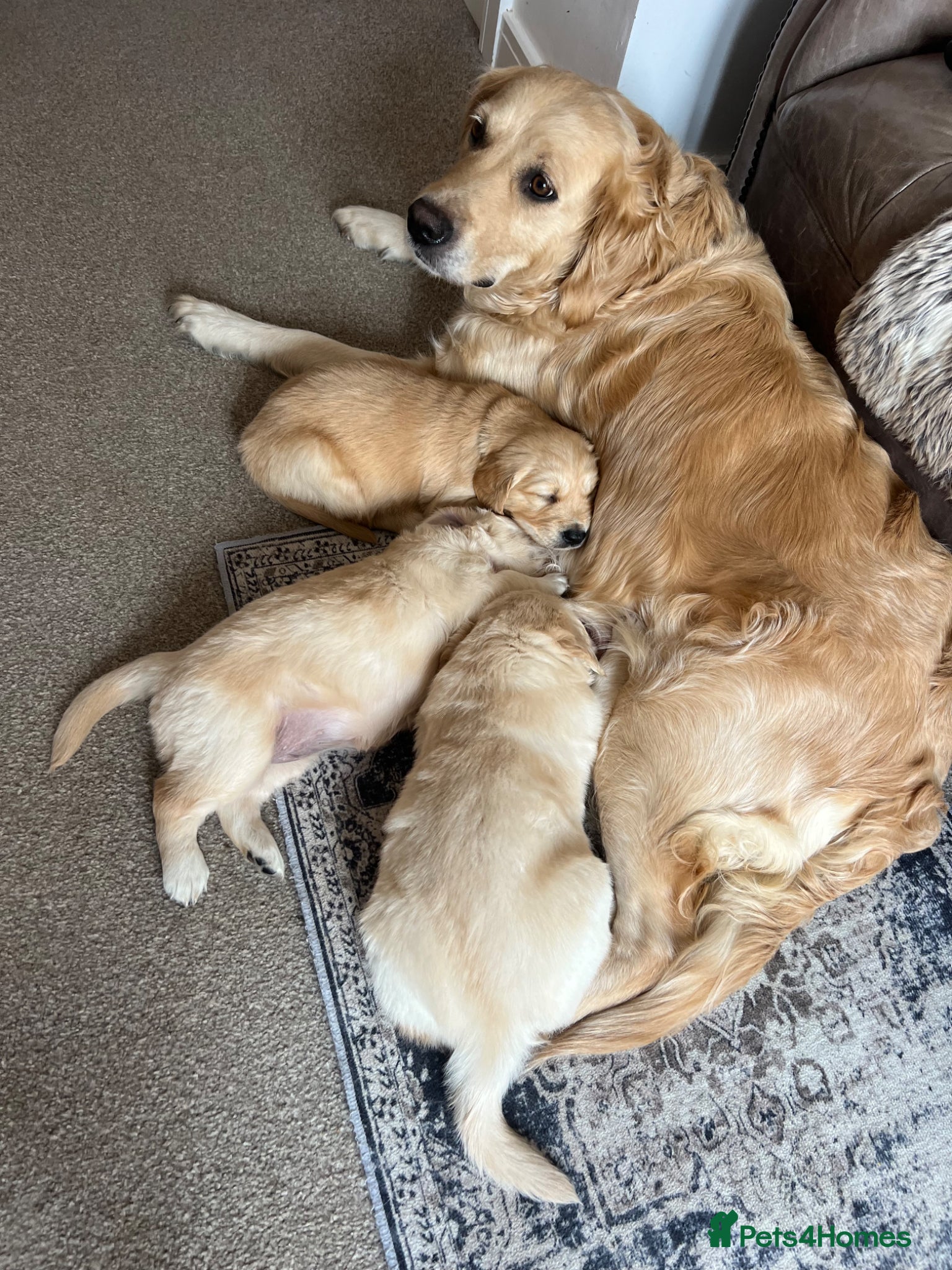 Golden Retriever dogs Beautiful Golden Retriever Puppies – Health Tested - Advert 6