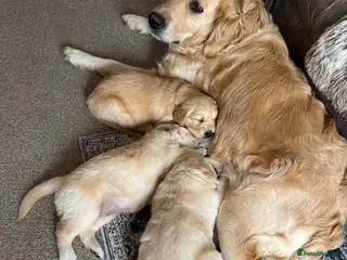 Golden Retriever dogs Beautiful Golden Retriever Puppies – Health Tested - Advert 7