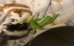 Guinea Pig rodents for sale: 2 male guinea  - Image 4