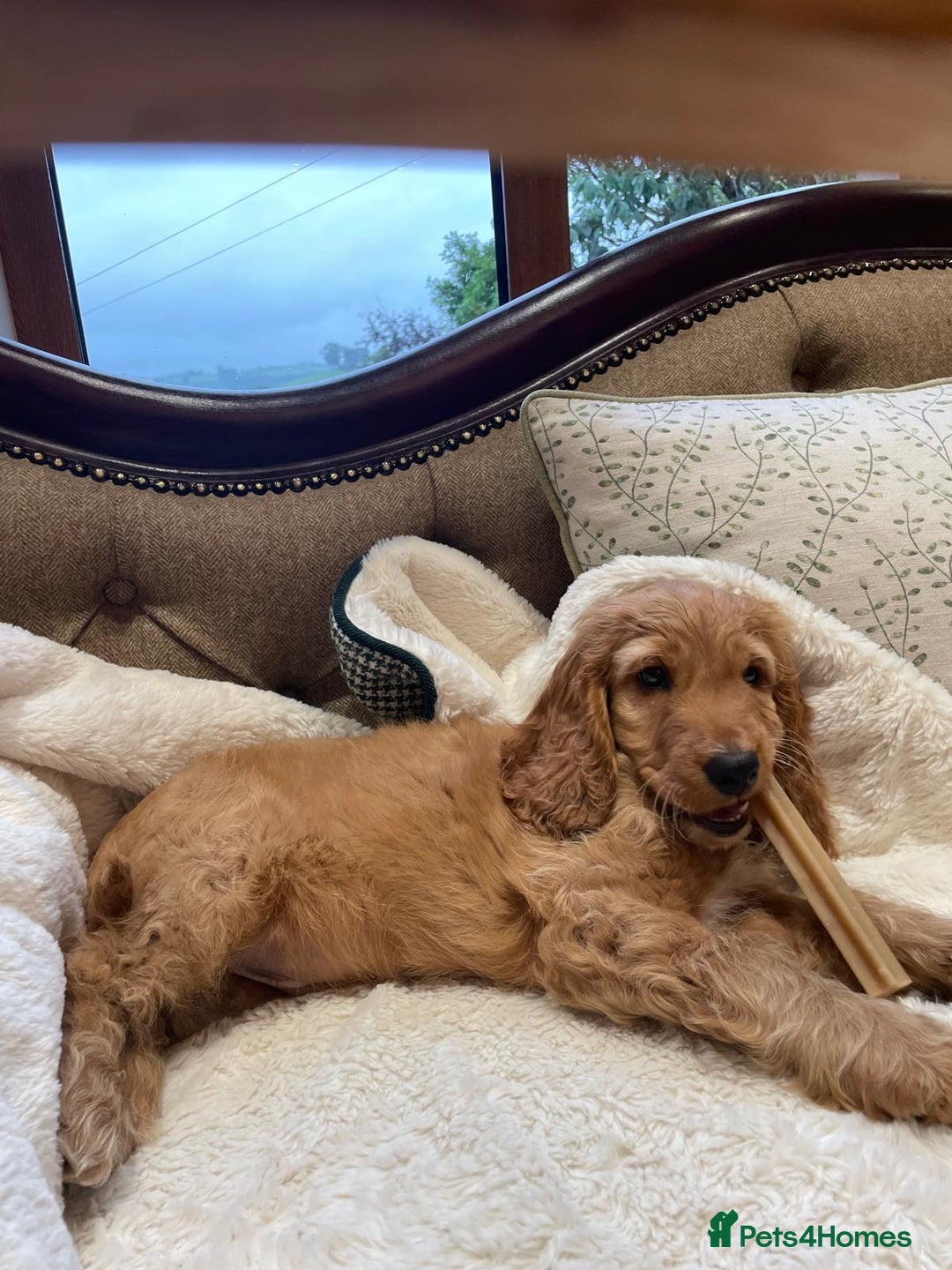 Cockapoo dogs for sale: Cockapoo Pups *ONE BOY REMAINING* - Image 3