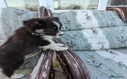 Border Collie dogs for sale: 5 Beautiful Working Border Collie Pups - Image 18