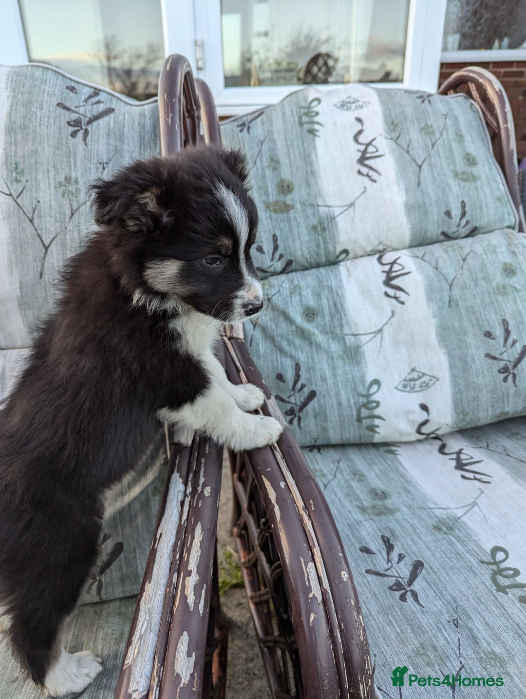 Border Collie dogs for sale: 5 Beautiful Working Border Collie Pups - Image 18
