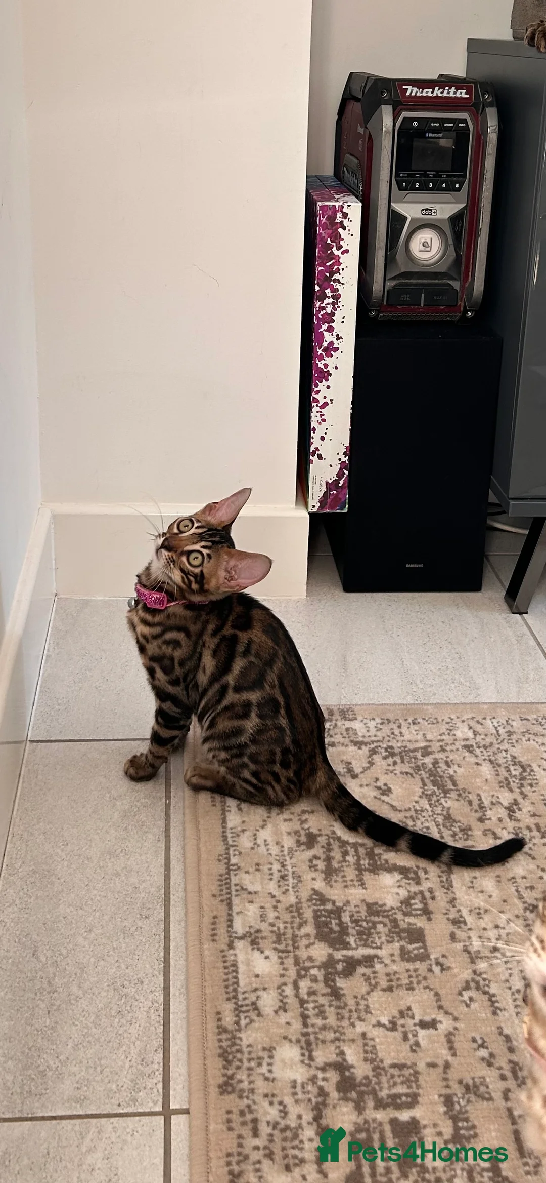 Bengal cats for sale: Beautiful Bengal Kittens, Ready now  - Advert 2