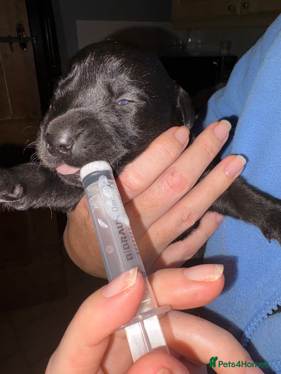 Labrador Retriever dogs for sale: Beautiful kennel club pups with impressive lines - Image 16
