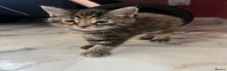 Maine Coon cats for sale: 5 Beautiful half Maine coon kittens  in Aldershot - Advert 33
