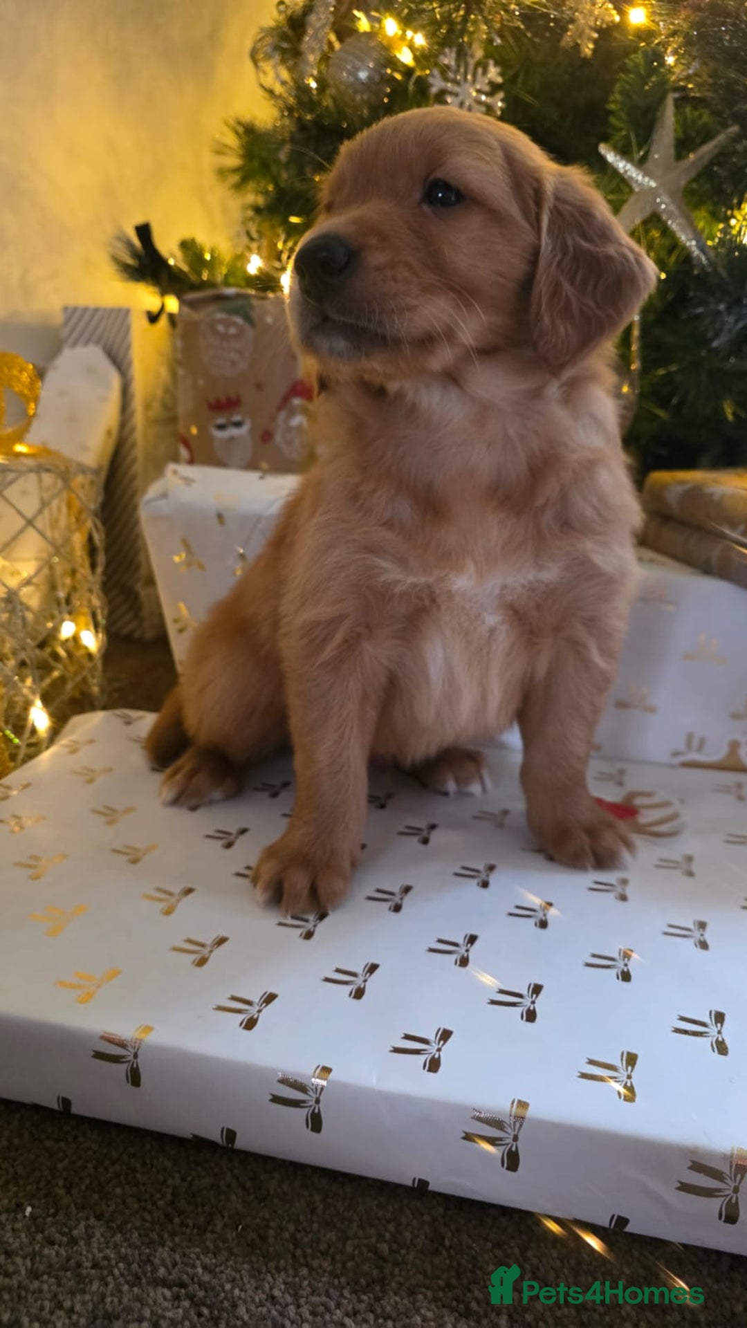 Golden Retriever dogs for sale: Dark Working Golden Retriever puppies - Advert 12