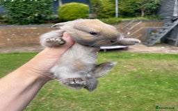 Mini Lop rabbits for sale: Mini Lop Buck - Image 4