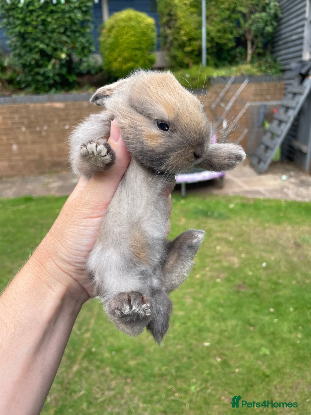 Mini Lop rabbits for sale: Mini Lop Buck - Image 4