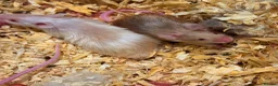 Mouse rodents for sale: Long Haired Fancy Mice  in Helston - Advert 1