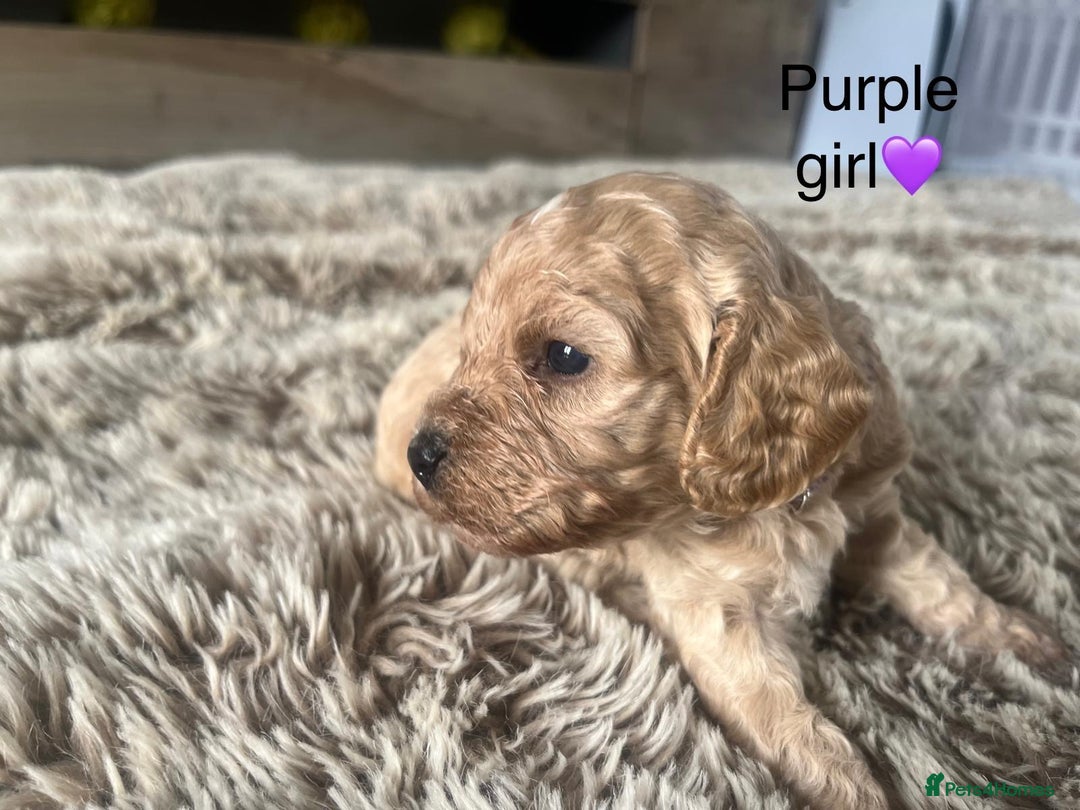 Cavapoo dogs for sale: ⭐️F1B COCKAPOO PUPS⭐️ - Image 21