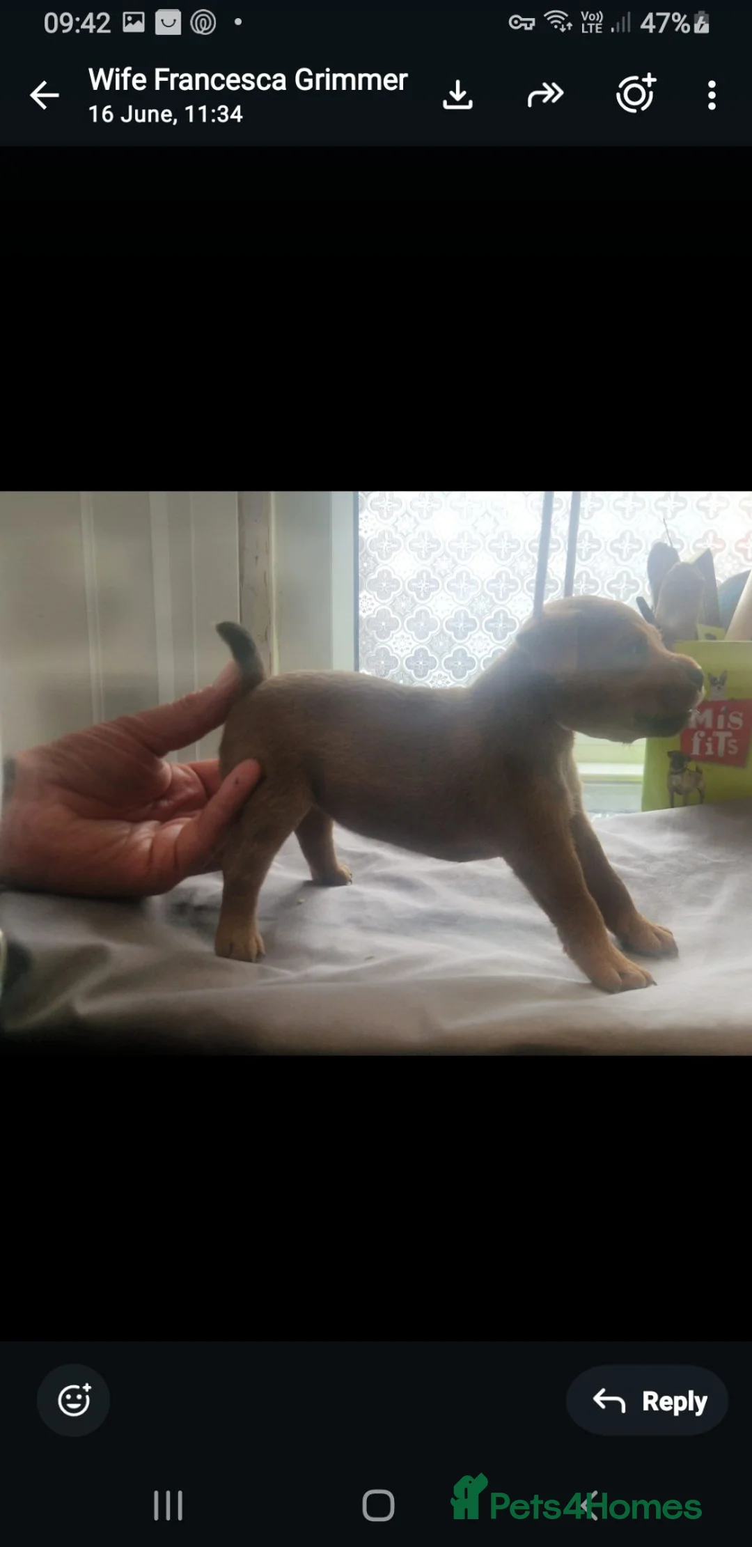 Lakeland Terrier dogs for sale: Lakeland type pups  - Advert 6