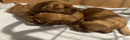 Cockapoo dogs for sale: BEAUTIFUL RED TOY COCKAPOOS! - Advert 8