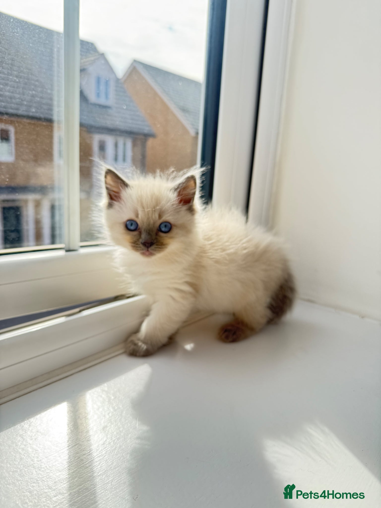 Ragdoll cats for sale: Perfect Extra Fluffy Ragdolls  - Advert 1