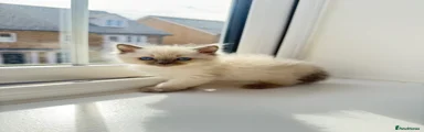 Ragdoll Kitten 4
