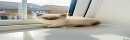 Ragdoll cats for sale: Perfect Extra Fluffy Ragdolls  in Basildon - Advert 1