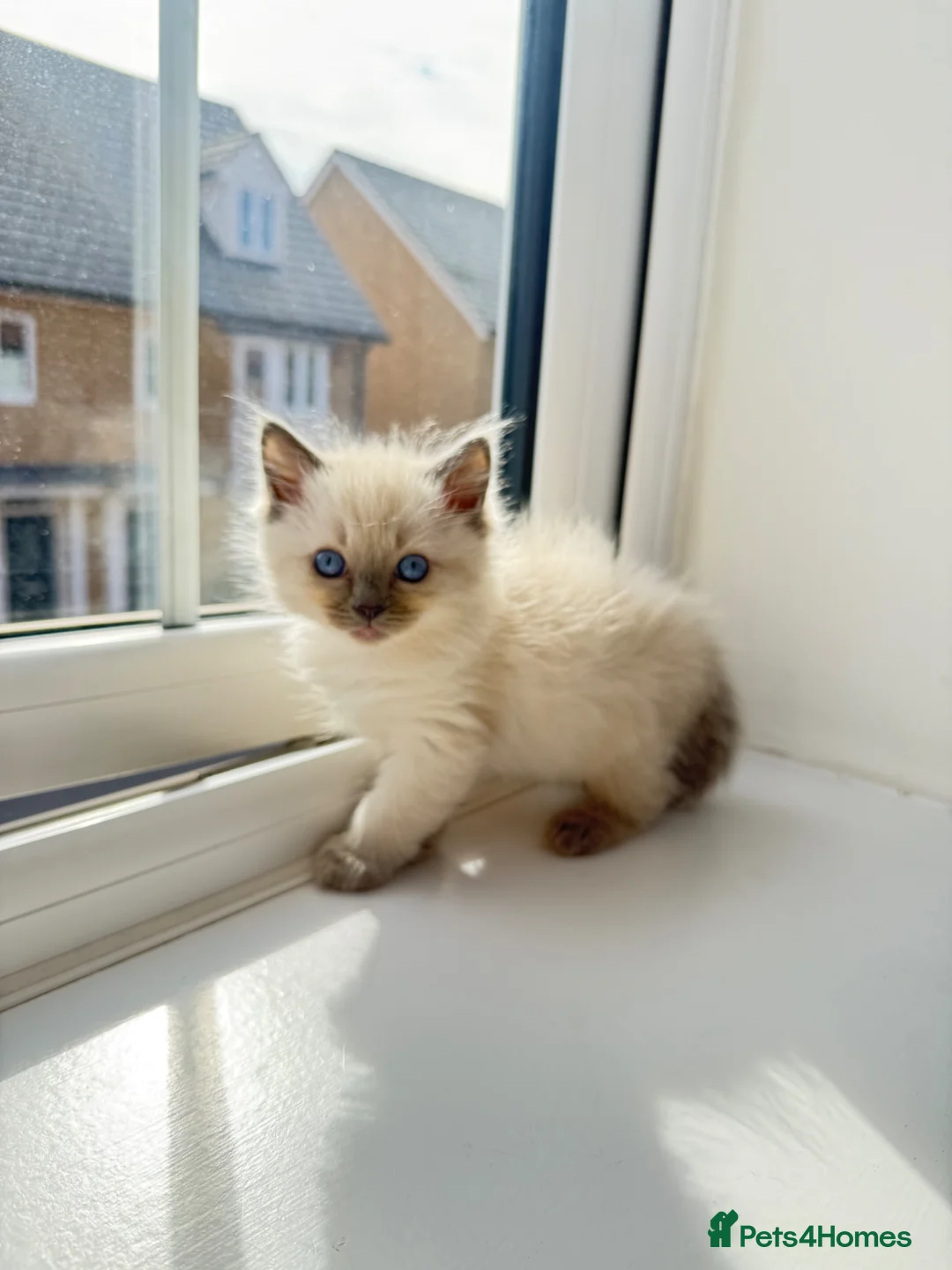 Ragdoll cats for sale: Perfect Extra Fluffy Ragdolls  in Basildon - Advert 1