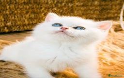 British Shorthair cats for sale: BSH Champion bloodlines TICA Kittens in Bedford - Image 5