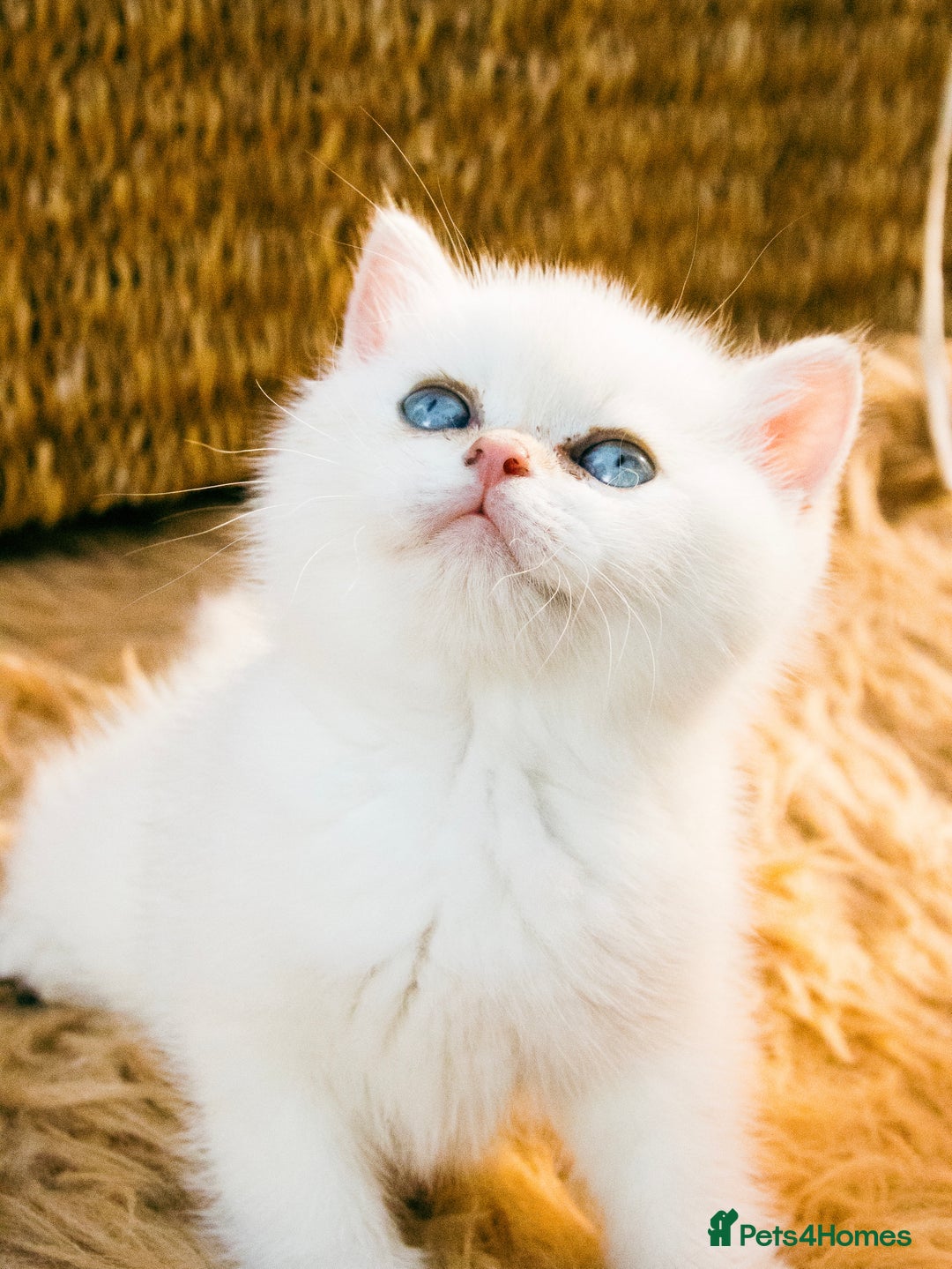 British Shorthair cats for sale: BSH Champion bloodlines TICA Kittens in Bedford - Image 5