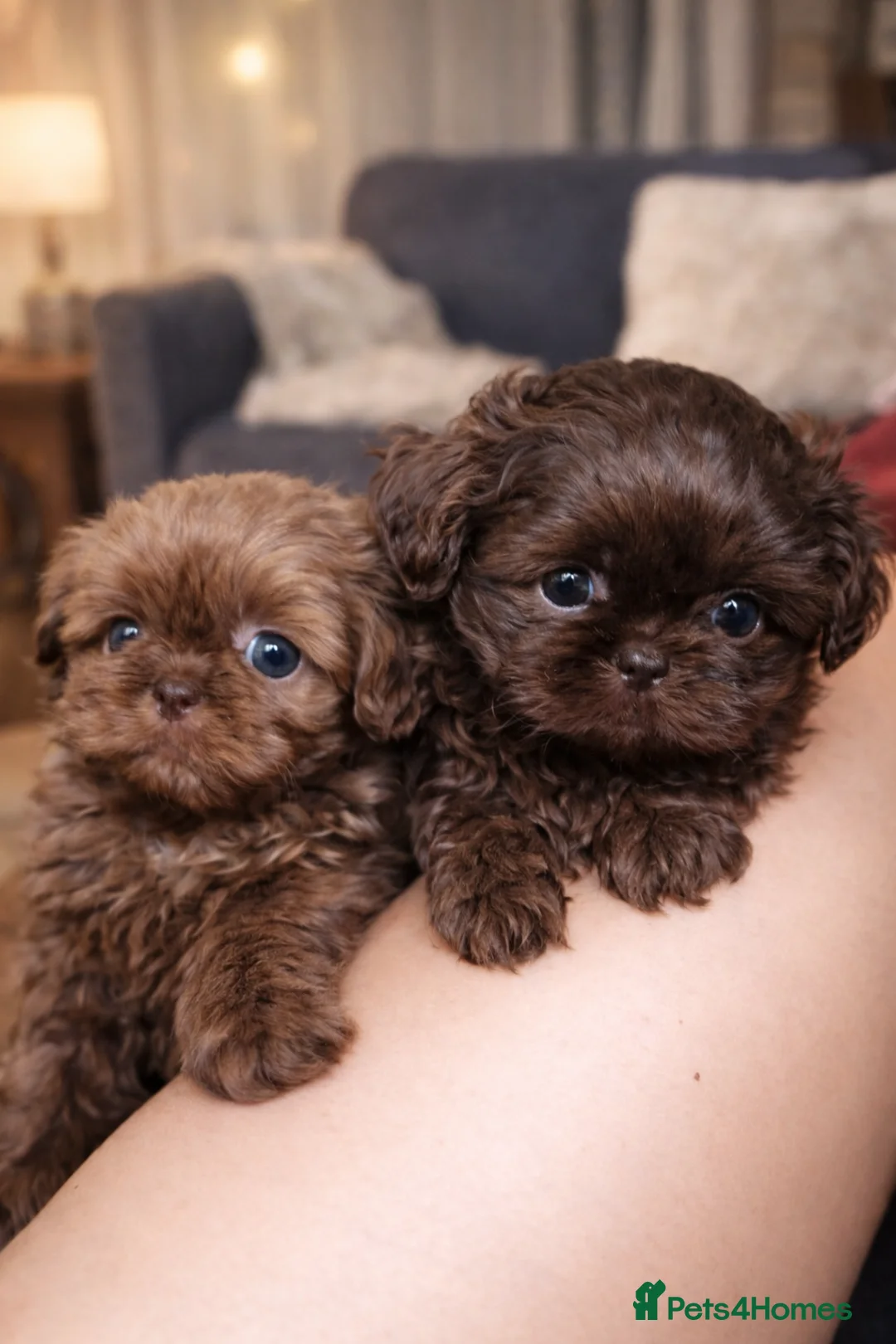 Shih Tzu dogs for sale: Imperial Shih-tzu Ready to leave  - Advert 2